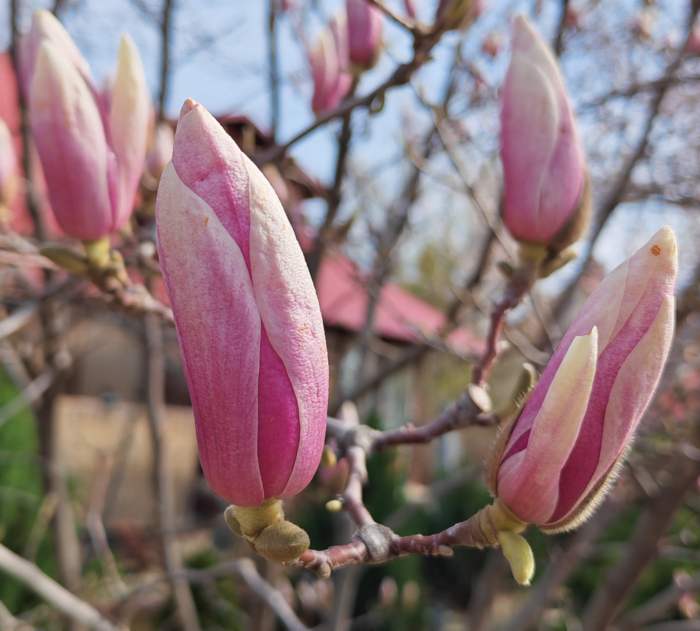 Изображение особи Magnolia × soulangeana.