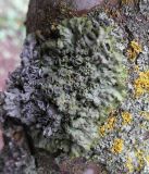 Anaptychia desertorum. Влажный таллом с апотециями и видимой окраской водорослевого слоя. Казахстан. Туркестанская обл., Толебийский р-н, Зап. Тянь-Шань, Сайрам-Угамский нац. парк; выс. ок. 1700 м н.у.м., дол. р. Кыржалсай, правое русло, левый берег, лиственное дерево. 04.04.2026.