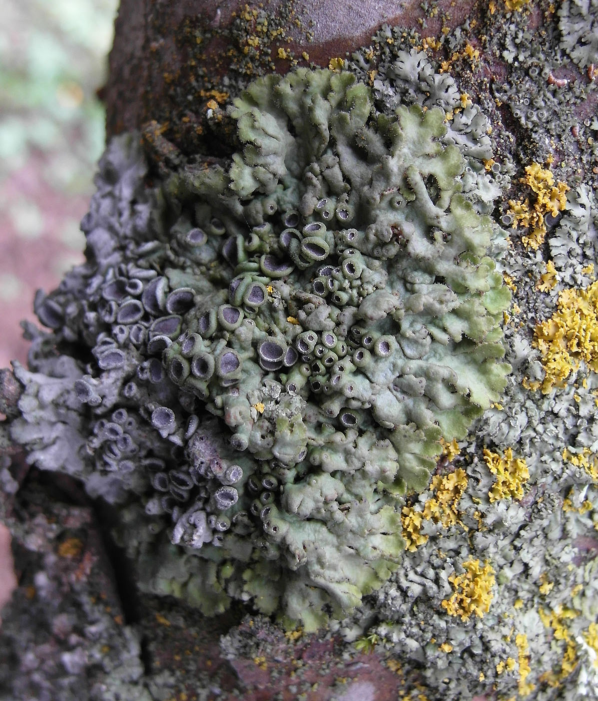 Image of Anaptychia desertorum specimen.