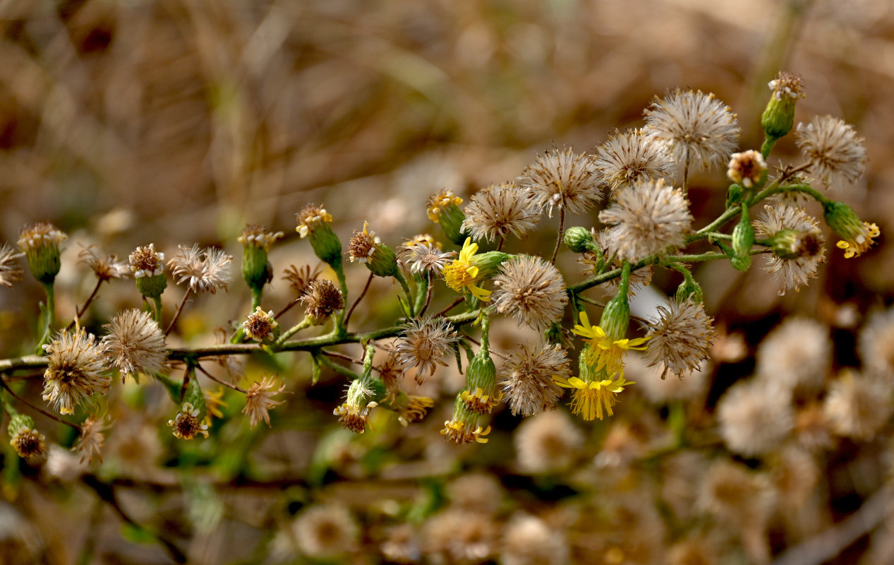 Image of Dittrichia viscosa specimen.