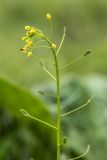 Draba nemorosa. Соцветие с цветками и завязавшимися плодами. Дагестан, Казбековский р-н, окр. с. Дубки, луговая опушка. 27.04.2026.