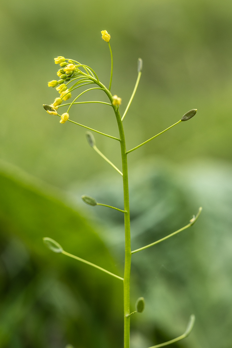 Image of Draba nemorosa specimen.