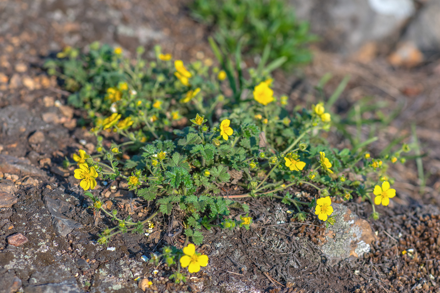Image of genus Potentilla specimen.