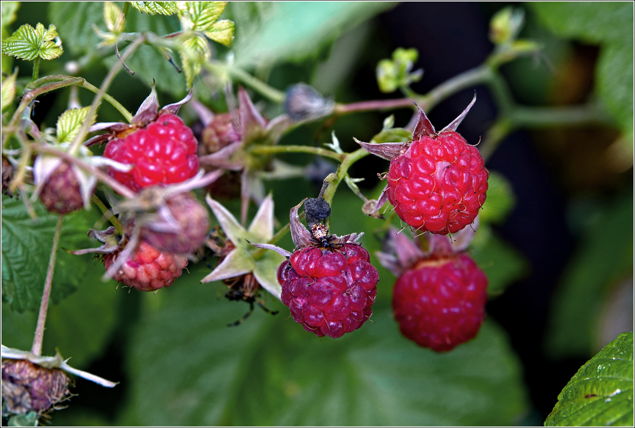 Изображение особи Rubus idaeus.