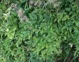 Clematis recta