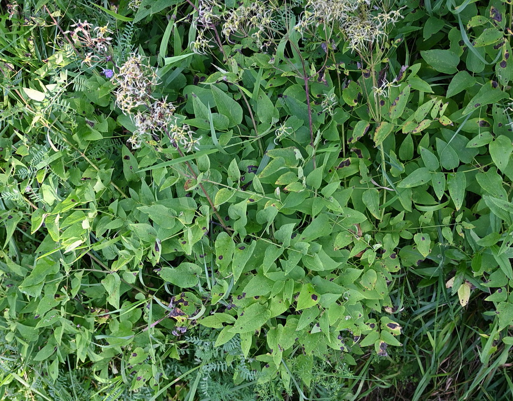 Изображение особи Clematis recta.