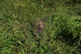 Thymus ovatus