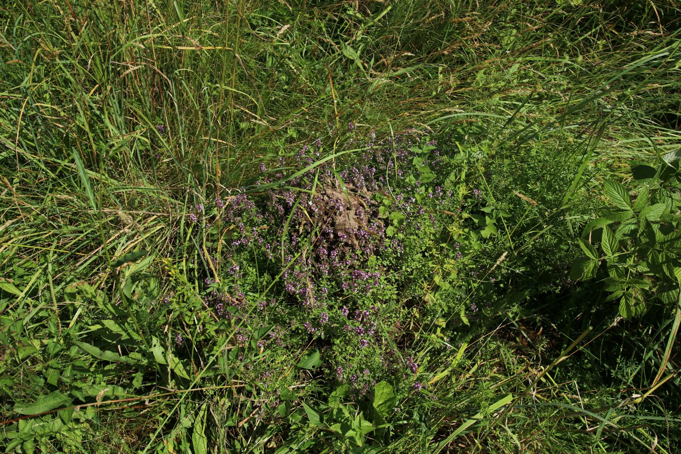 Image of Thymus ovatus specimen.