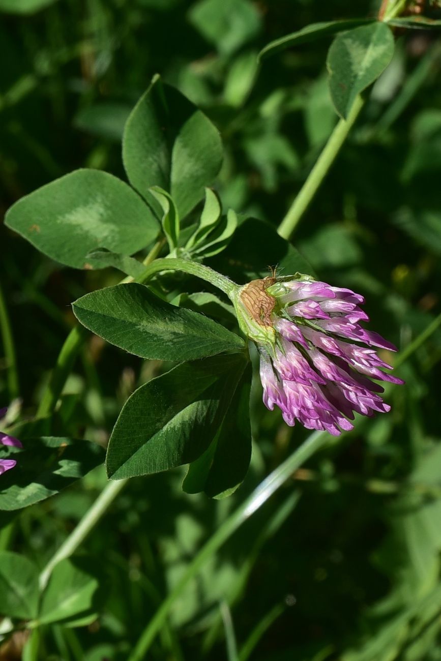 Image of Trifolium pratense specimen.