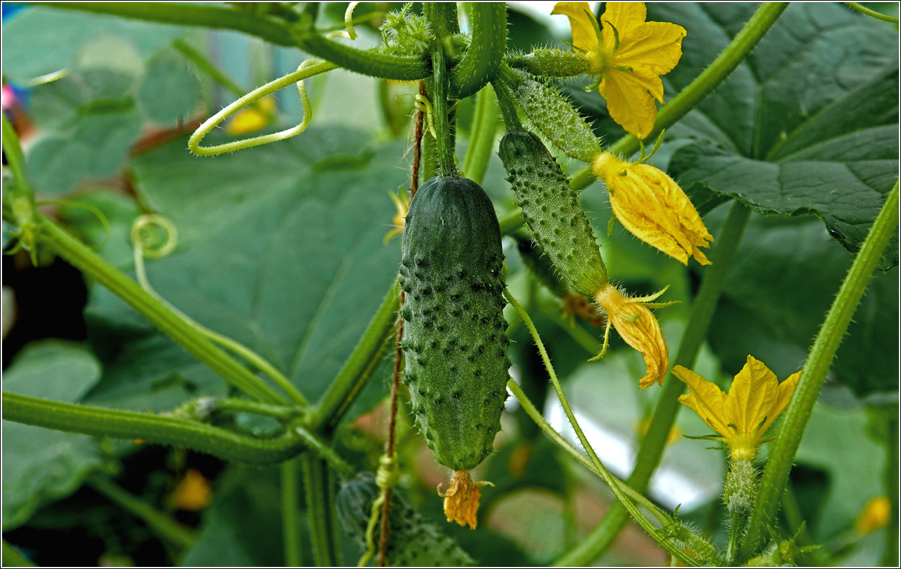 Image of Cucumis sativus specimen.