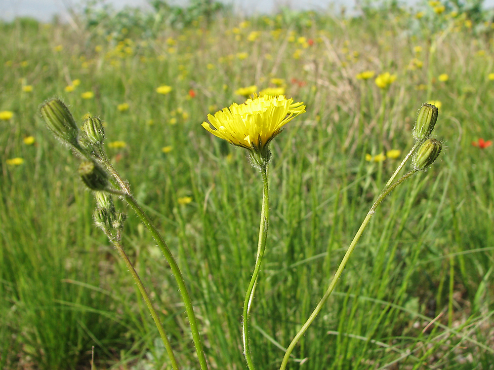 Image of Lagoseris sancta specimen.