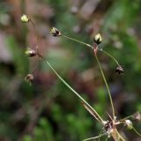 Luzula pilosa