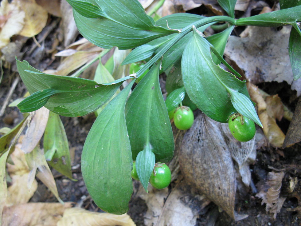 Image of Ruscus hypoglossum specimen.