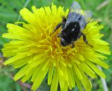 Taraxacum marklundii. Соцветие с кормящимся шмелём. Ярославская обл., Брейтовский р-н, с. Горинское, берег р. Себла. 30.05.2010.