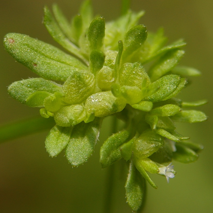 Image of Valerianella locusta specimen.