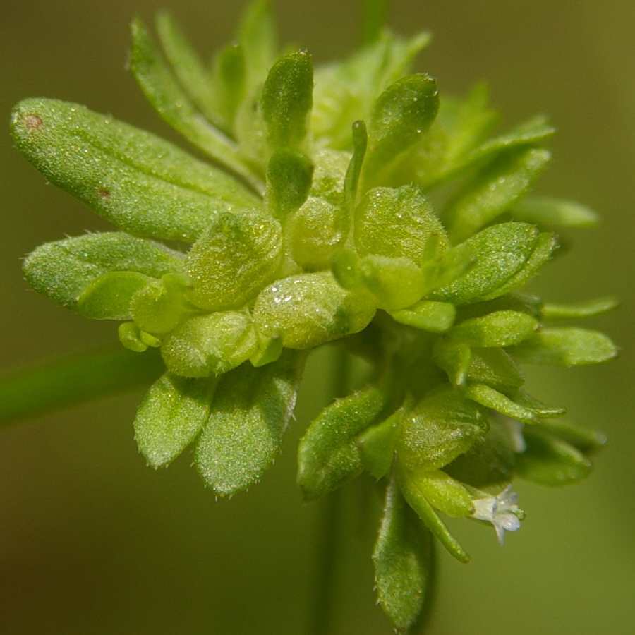 Изображение особи Valerianella locusta.