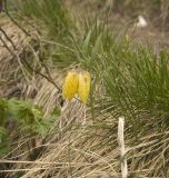 Fritillaria ophioglossifolia