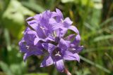 Campanula glomerata