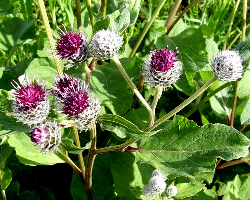 Image of Arctium tomentosum specimen.