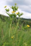 Potentilla longifolia