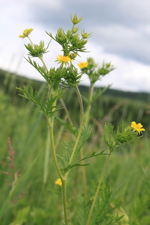 Изображение особи Potentilla longifolia.