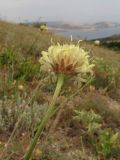 Cephalaria demetrii. Верхушка побега с соцветием. ЮВ Крым, Карадаг, Северный перевал. 27 июля 2011 г.