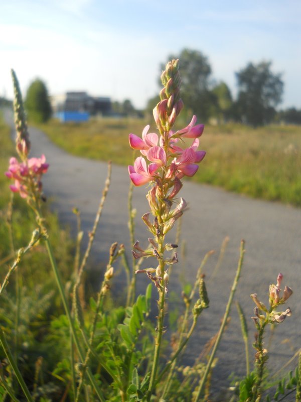 Image of Onobrychis arenaria specimen.