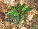 Blechnum spicant