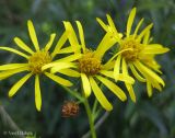 Senecio paludosus. Соцветия-корзинки. Украина, Волынская обл., Ратновский р-н, северо-восточнее с. Залухов, возле оз. Святое, осушенное болото. 28 июля 2011 г.