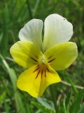 Viola matutina
