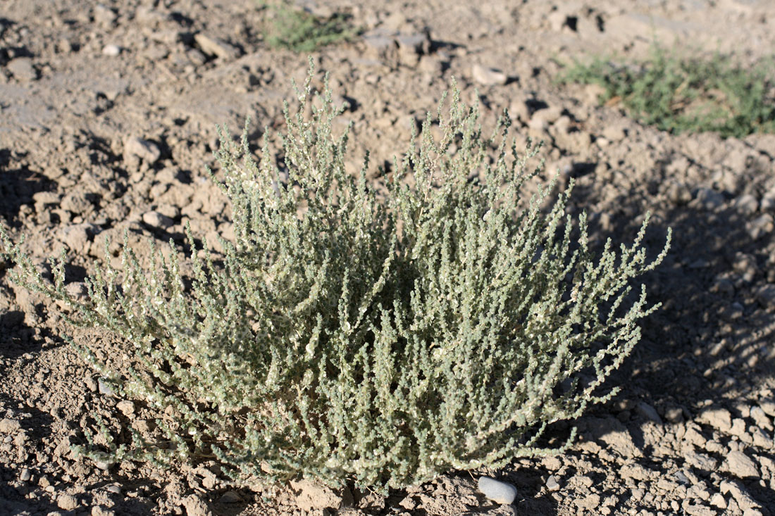 Image of Salsola incanescens specimen.