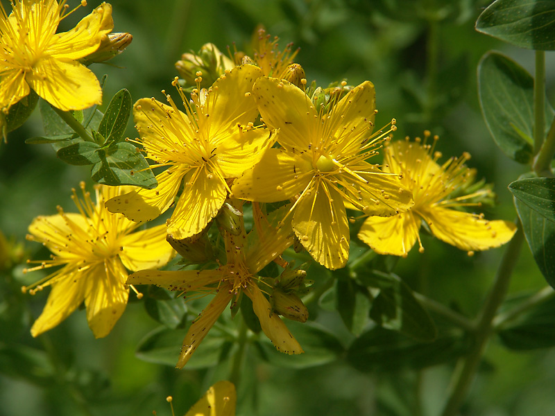 Изображение особи Hypericum perforatum.