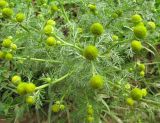 Matricaria discoidea. Верхняя часть растения с соцветиями. Ярославская обл., Углисчкий р-н, дер. Савино, балка в долине р. Корожечна, луг по склону балки. 24.06.2011.