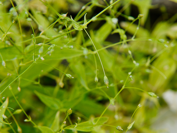 Image of Stellaria fenzlii specimen.