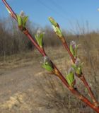 Salix × tetrapla