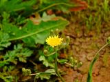 Crepis aculeata. Верхушка растения с соцветиями. Израиль, Шарон, г. Герцлия, высокий берег Средиземного моря. 25.01.2011.