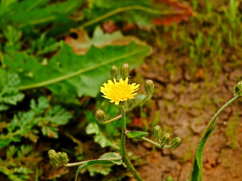 Изображение особи Crepis aculeata.