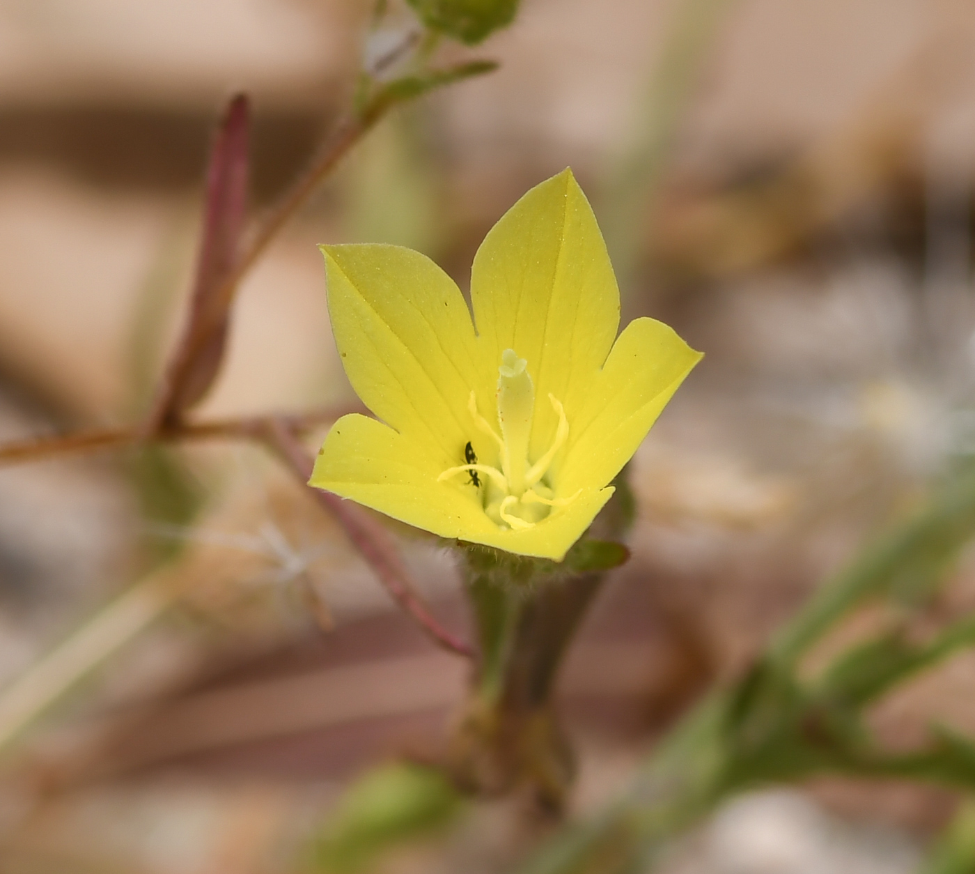 Изображение особи Campanula sulphurea.