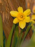 genus Narcissus