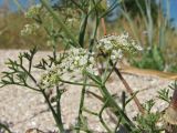 Astrodaucus littoralis. Соцветие. Украина, Донецкая обл., Новоазовский р-н, Кривая коса, НПП \"Меотида\", песчано-ракушечниковый пляж. 09.08.2011.