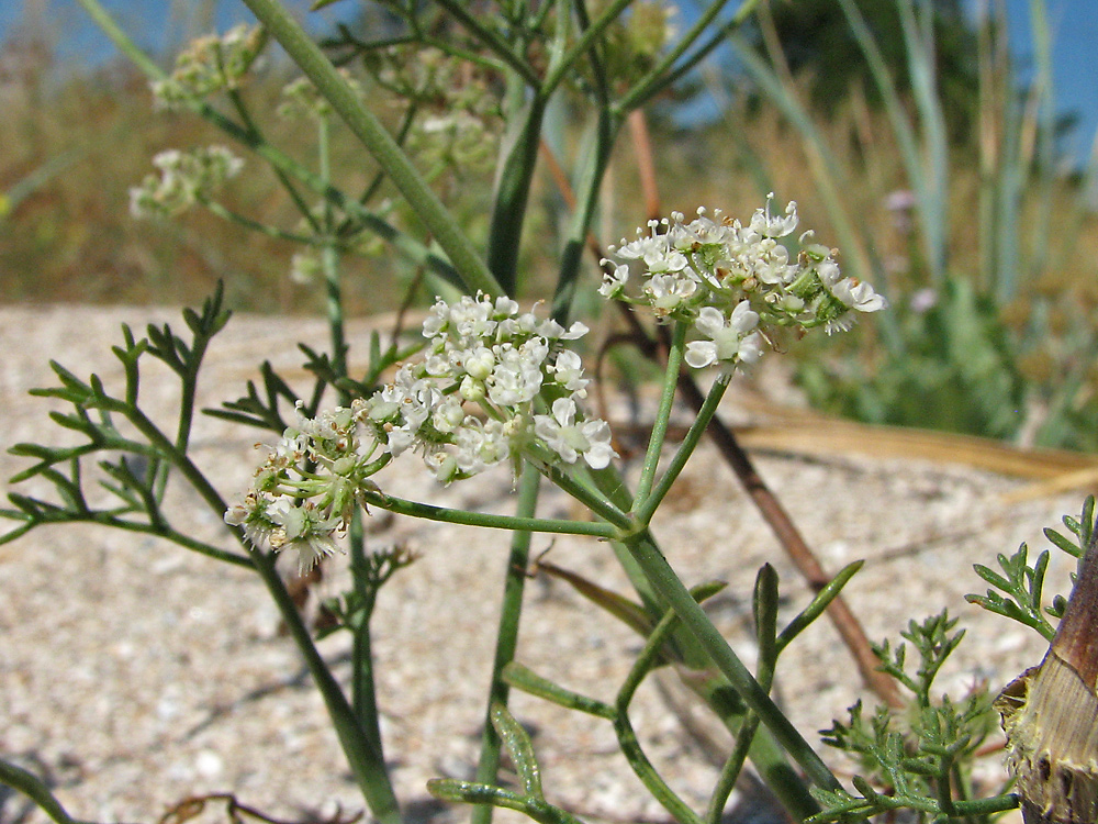 Image of Astrodaucus littoralis specimen.