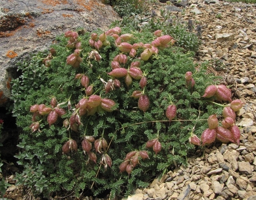 Изображение особи Oxytropis physocarpa.