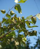 genus Betula