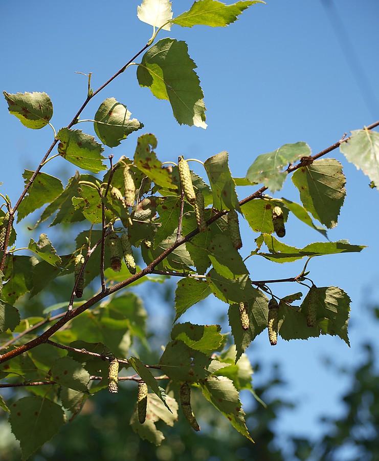 Image of genus Betula specimen.