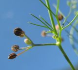 Cyclospermum leptophyllum. Зрелые плоды. Абхазия, пос. Цандрипш, обочина дороги. 30.08.2011.