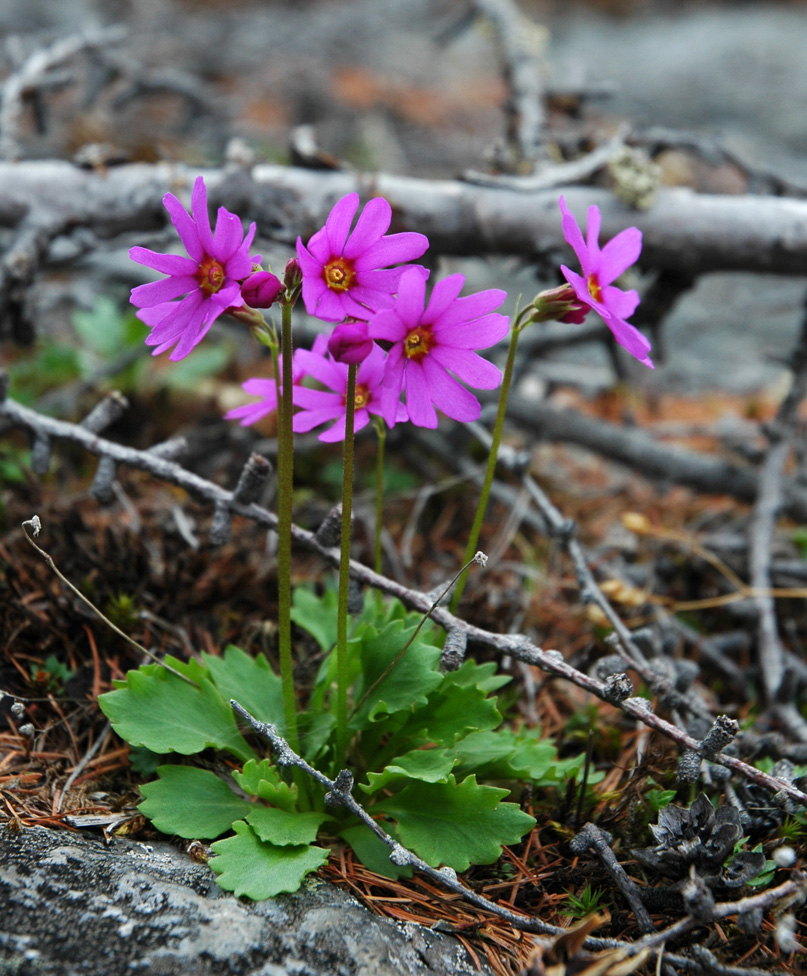 Image of Primula cuneifolia specimen.