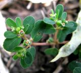 Euphorbia chamaesyce. Цветущие пебеги. Астраханская обл., Камызякский р-н, берег р. Гандурино у переправы возле с. Образцово-Травино. 17.08.2011.