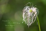 Pulsatilla dahurica