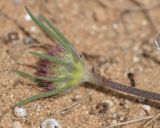 Sixalix arenaria