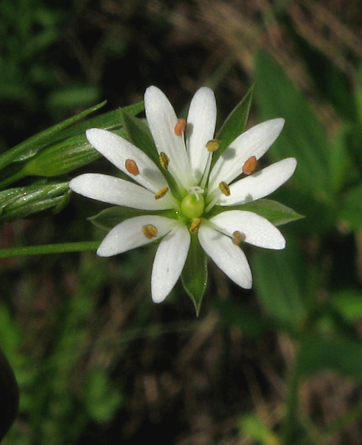 Image of Stellaria graminea specimen.